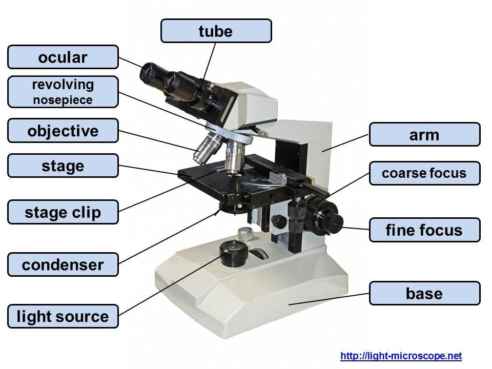 microscope-quiz-other-quiz-quizizz