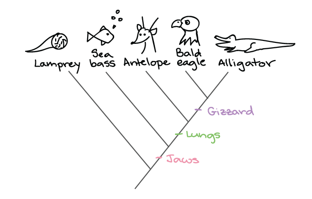 phylogeny - Grade 9 - Quizizz