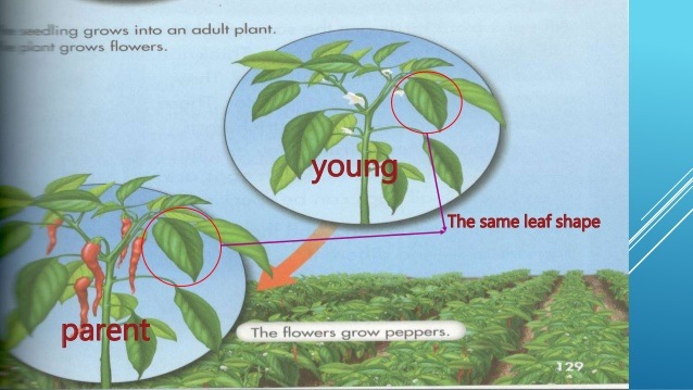 Offspring and Their Parents: Lessons 1 & 2