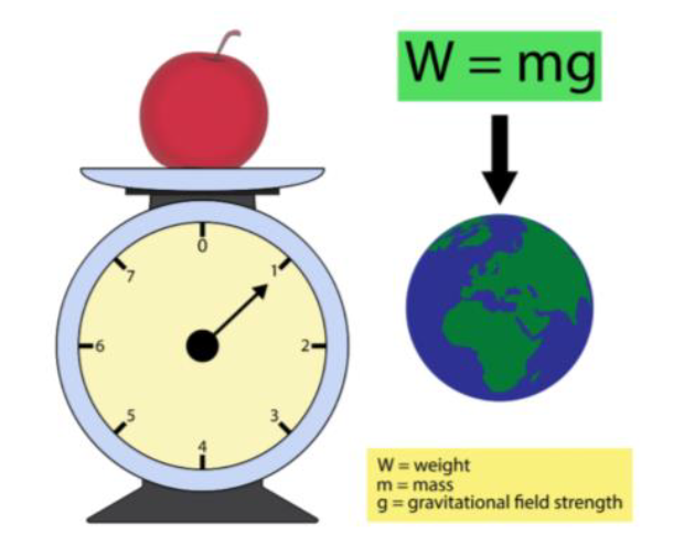 Measuring Weight - Year 9 - Quizizz