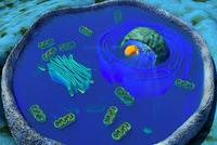 the cell membrane - Class 3 - Quizizz