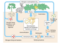 Nitrogen Cycle