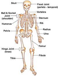 the nervous and endocrine systems - Class 4 - Quizizz