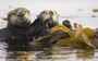 Species Distribution: Sea otters and kelp forests