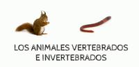 vertebrados e invertebrados - Grado 6 - Quizizz