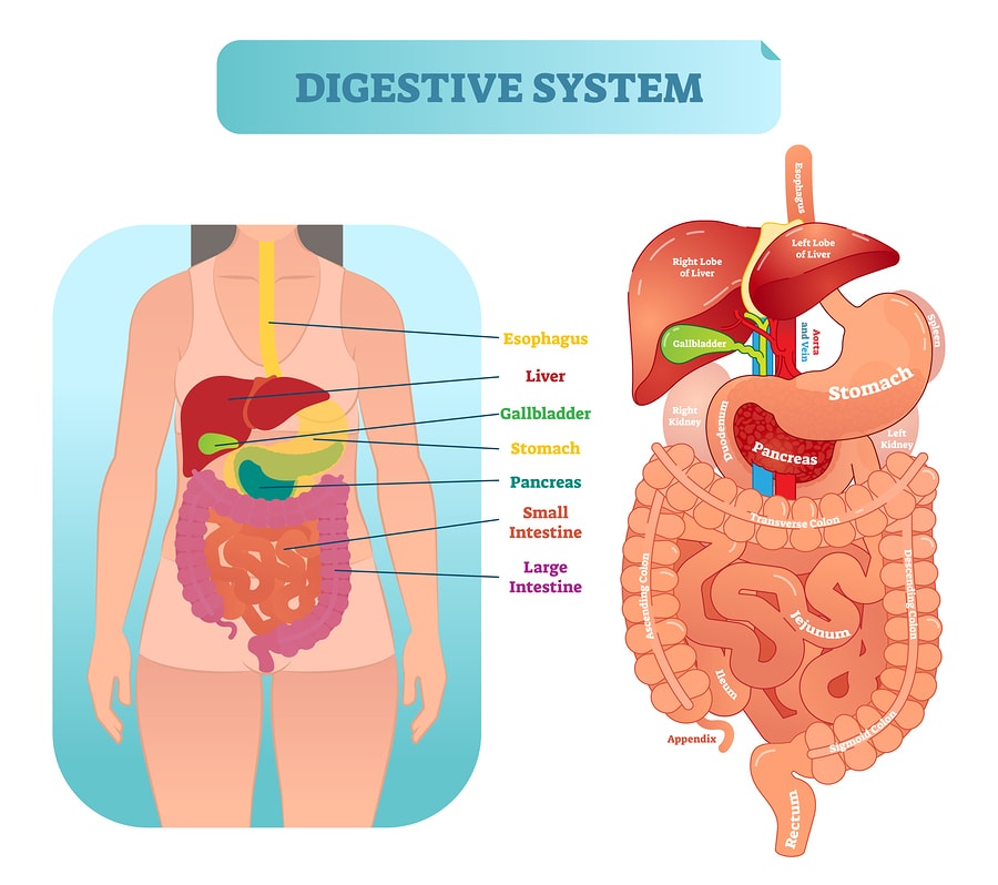the digestive and excretory systems - Year 11 - Quizizz