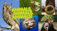 Animals - Class 12 - Quizizz