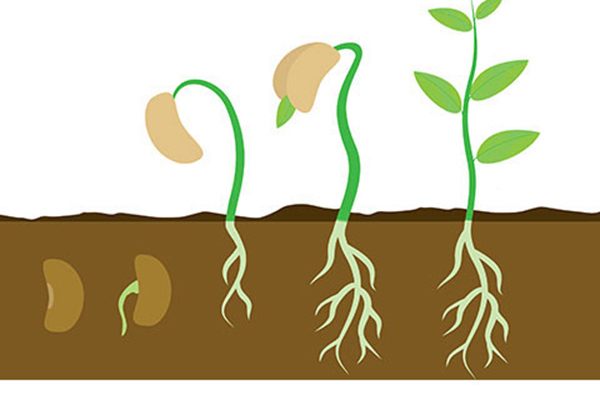 Plant Growth Unit Review | General Science Quiz - Quizizz
