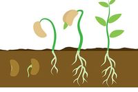 Plant Growth Unit Review