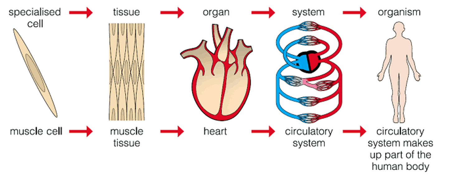 Igcse Topic 1 - Cells, Tissues, Organs & Systems 