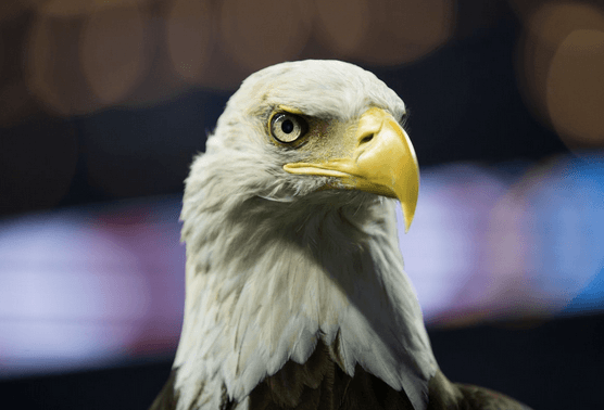 US Report: Bald Eagle Populations Soar in Lower 48 States, Chicago News