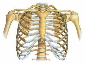Kemampuan otot untuk memendek sehingga terjadi penarikan tulang yang berlekatan disebut