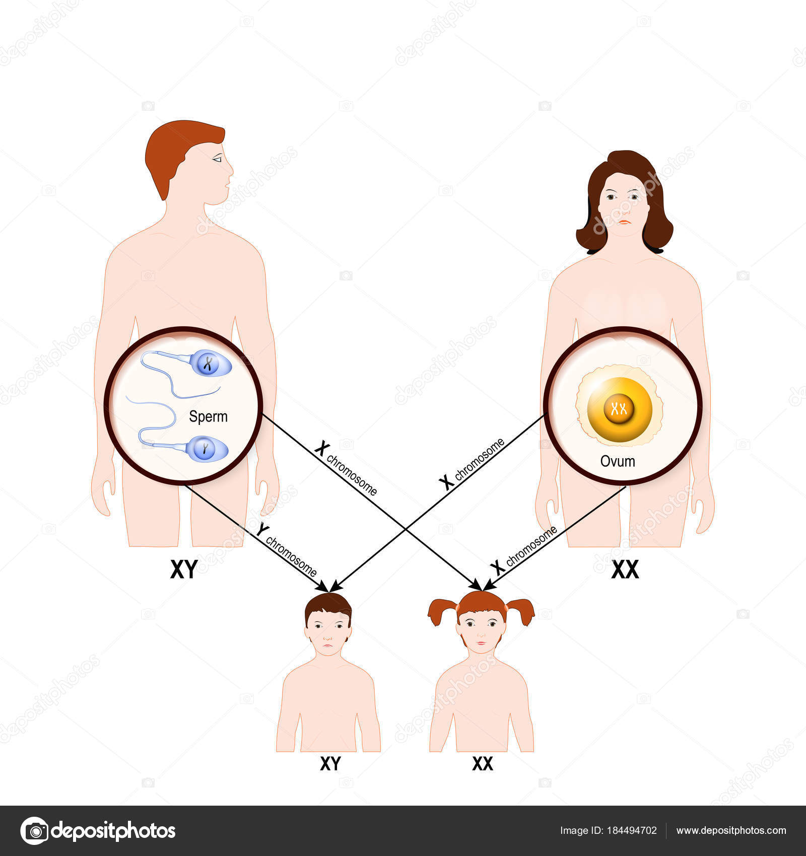 vocabulario de genética genotipo y fenotipo - Grado 12 - Quizizz