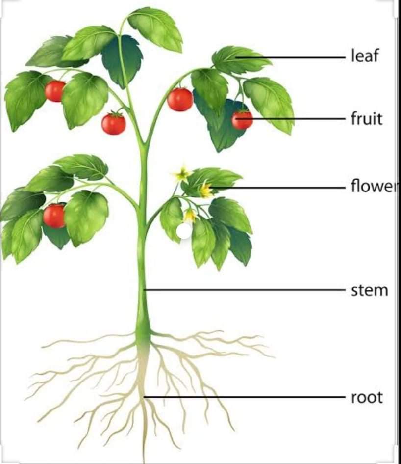 Plants and their parts | Science - Quizizz