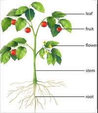 plant parts and their functions - Year 1 - Quizizz