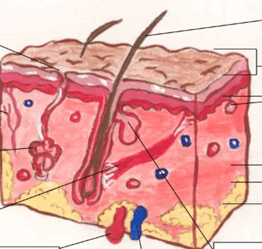 Integumentary system | 1.1K plays | Quizizz