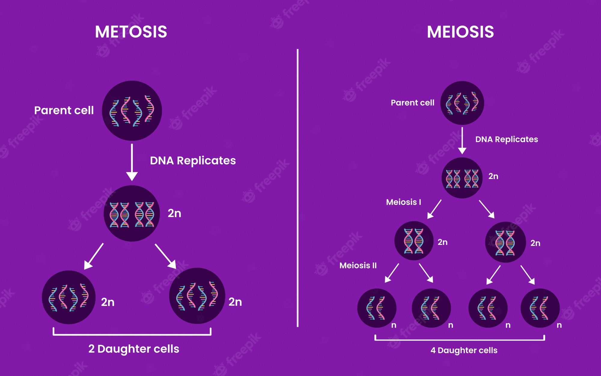 mitosis - Grado 10 - Quizizz