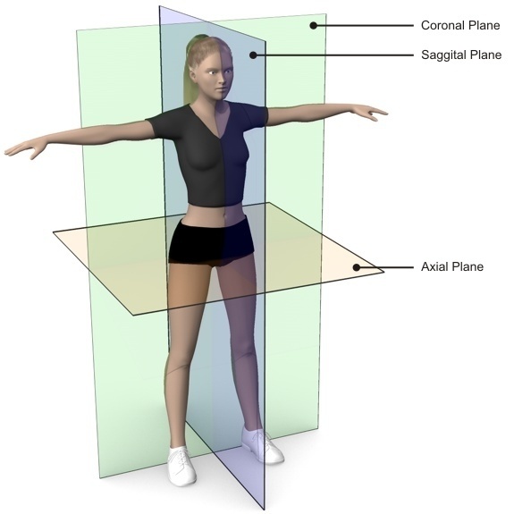 Anatomical Terms and Directions - Quizizz