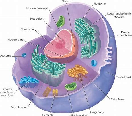 Penyediaan Slaid Sel Bawang Dan Sel Pipi Science Quizizz