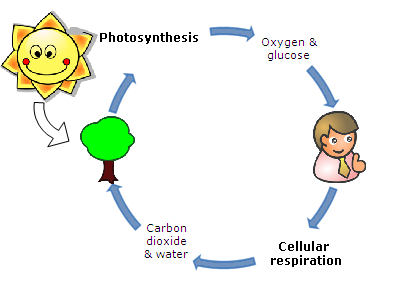 Cellular Respiration Science Quizizz