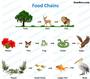 Food Chain