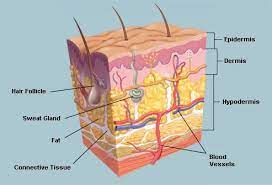 Medical Terminology - Year 9 - Quizizz