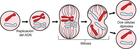 El ciclo celular y la mitosis. - Grado 10 - Quizizz