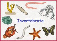 vertebrates and invertebrates - Year 10 - Quizizz