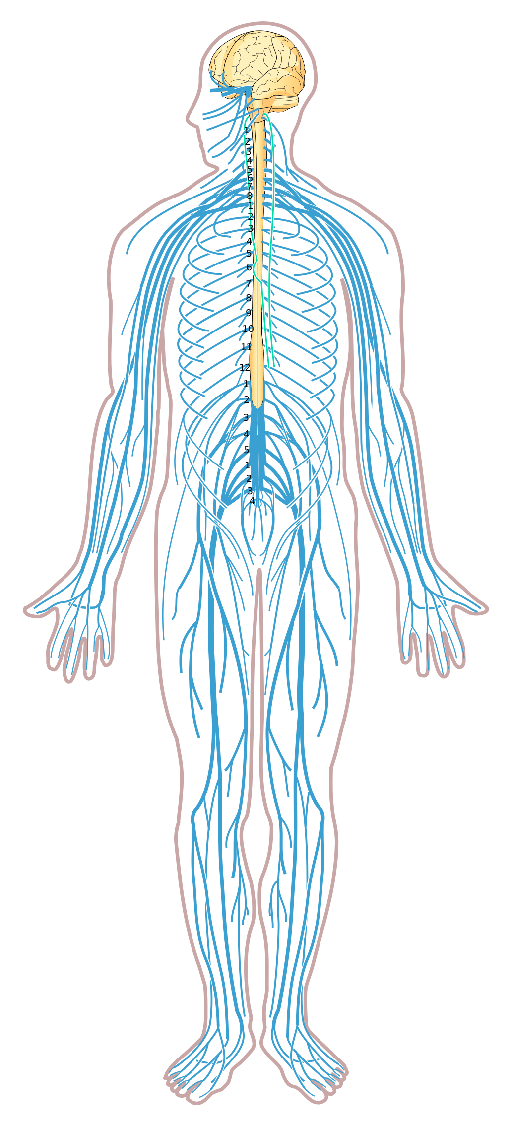 the-nervous-system-3-nervous-system-quiz-quizizz