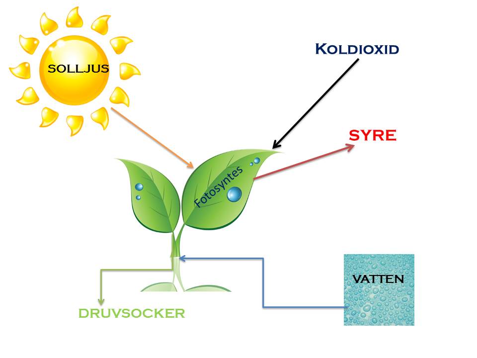 Fotosyntes och Cellandning | Photosynthesis Quiz - Quizizz