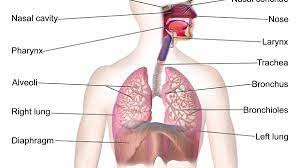 the circulatory and respiratory systems - Grade 10 - Quizizz