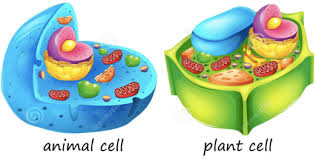 plant cell diagram - Year 9 - Quizizz