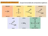 alcanos cicloalcanos y grupos funcionales - Grado 3 - Quizizz