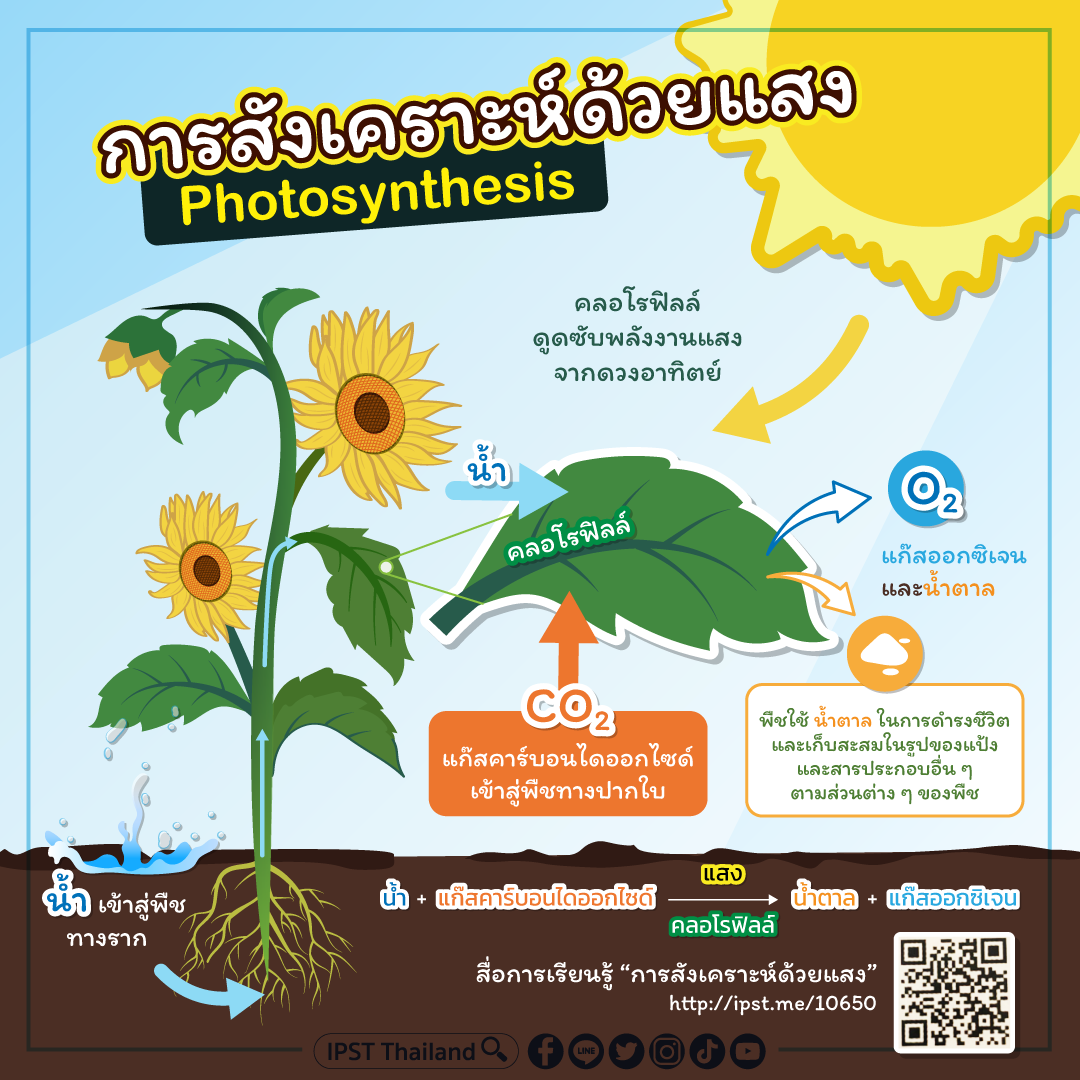 เอนไซม์ Flashcards - แบบทดสอบ