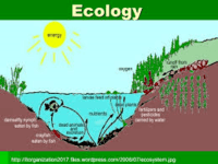 ecosystems - Year 7 - Quizizz