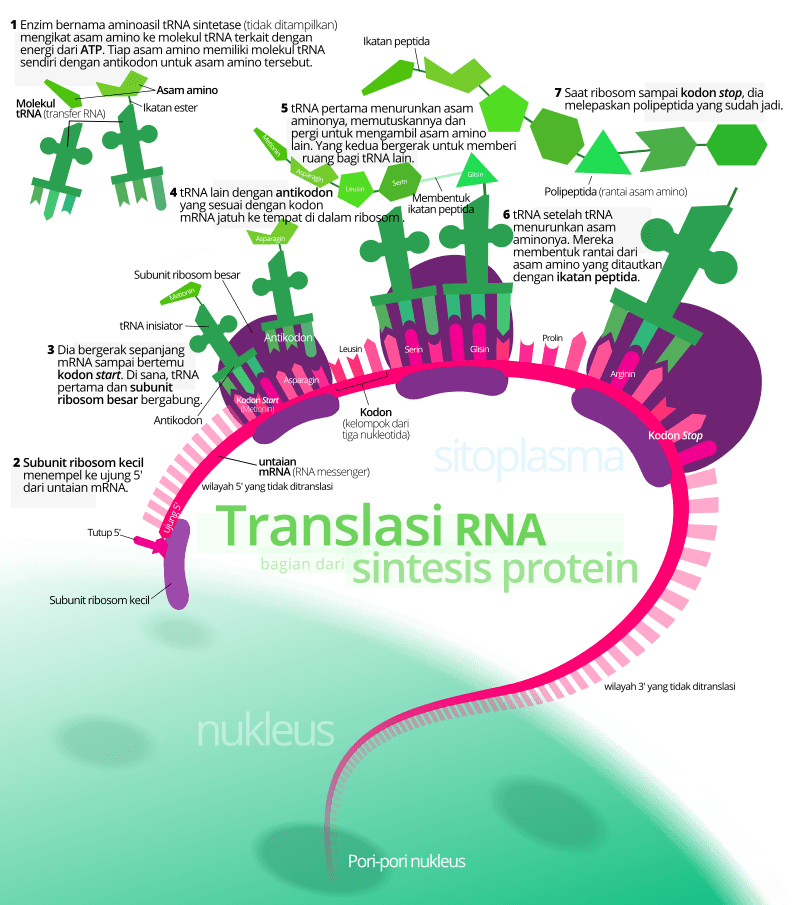 sintesis RNA dan protein - Kelas 3 - Kuis