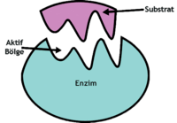 enzim - Kelas 9 - Kuis