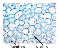 tissues - Class 9 - Quizizz