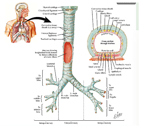 Histology of Respiratory System | Science - Quizizz