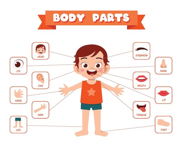 Bahasa Melayu-Body parts | 441 plays | Quizizz