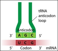 synteza rna i białek - Klasa 12 - Quiz