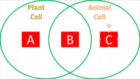plant and animal cell - Grade 7 - Quizizz