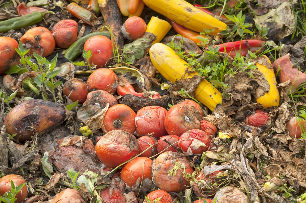 Biodegradable Waste Science Quizizz