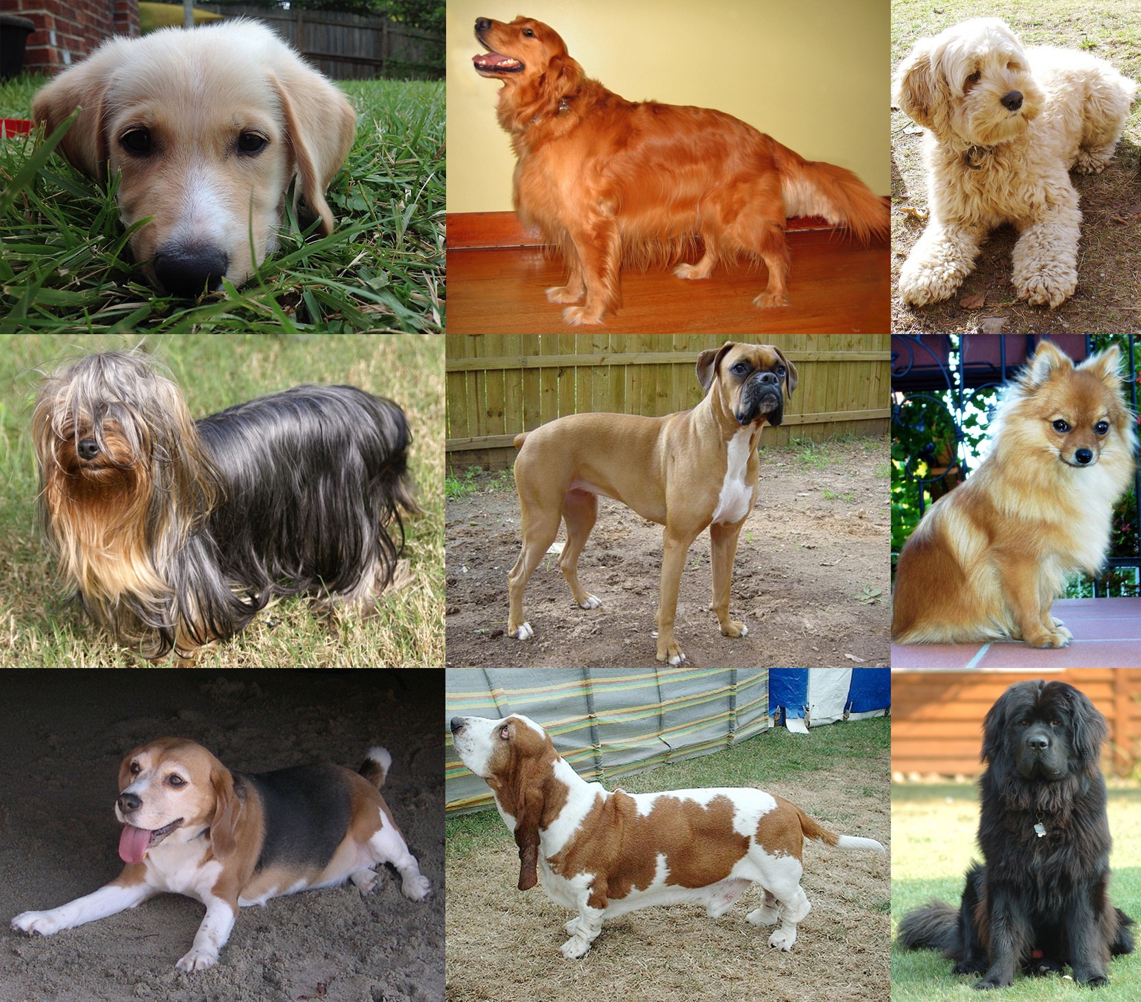 Dog Breeds | Other Quiz - Quizizz