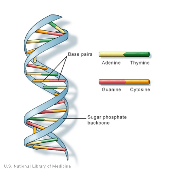 dna structure and replication - Year 7 - Quizizz
