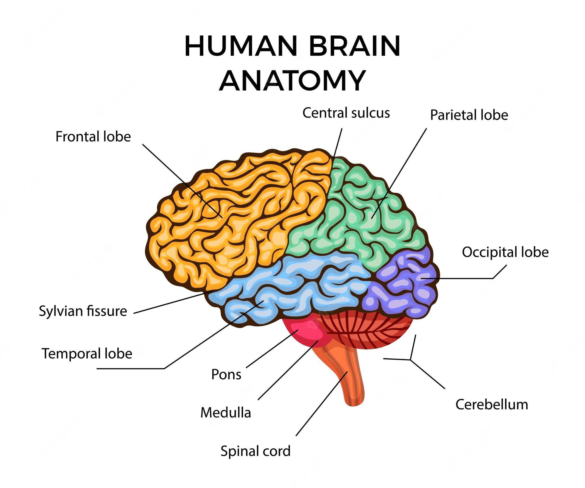 Anatomy Cards - Year 9 - Quizizz