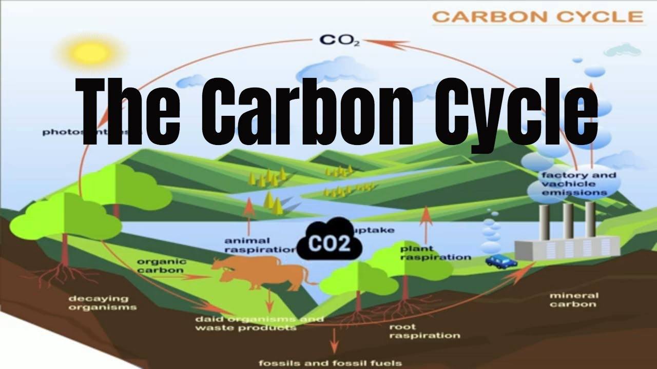 The CARBON CYCLE