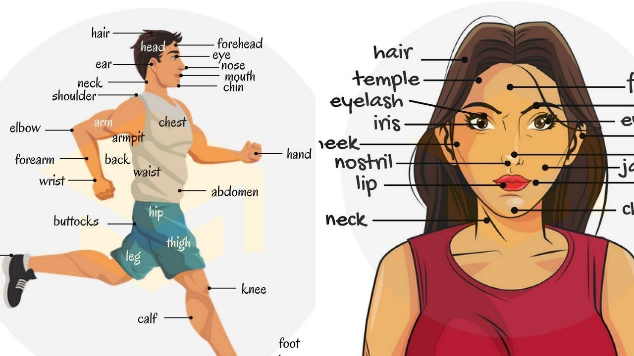 Parts Of The Body Quiz Questions & Answers For Quizzes And Worksheets ...