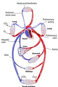 the circulatory and respiratory systems - Class 5 - Quizizz