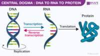 sintesis RNA dan protein - Kelas 1 - Kuis